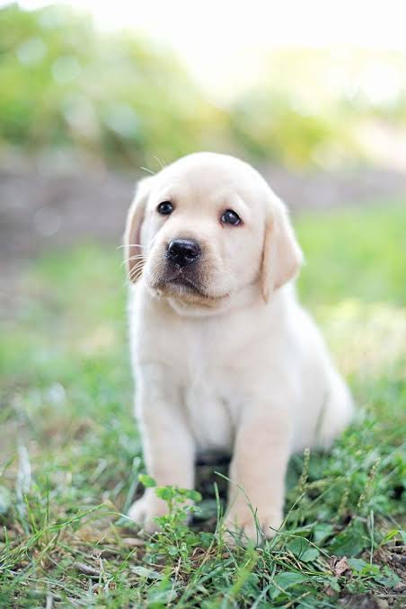 Labrador retriever puppies